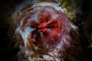 Octopus Eye by Khaled Zaki 